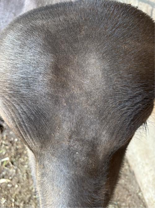 પાડી વેસવાની છે