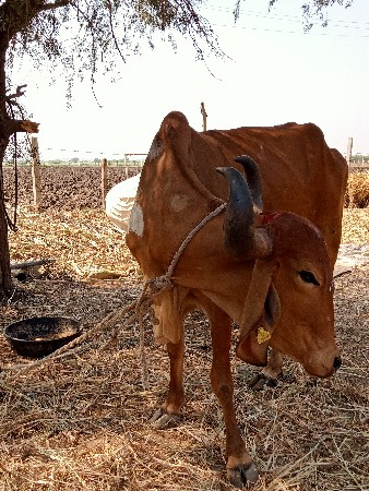 थंबनेल 3