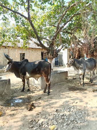 બળદ વેચવાના છે