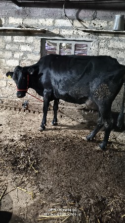 थंबनेल 4