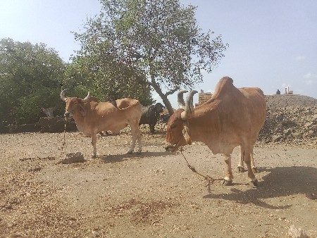 બળદ વેચવાના સે