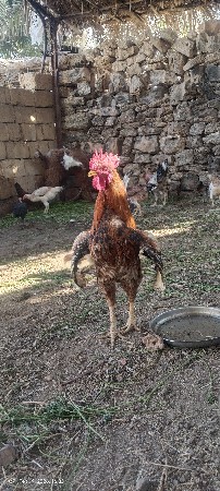 દેશી મરઘો