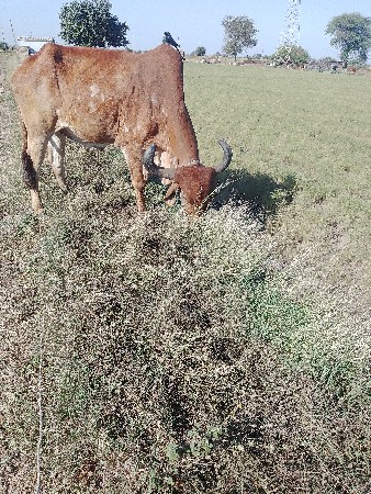 થંબનેલ 2