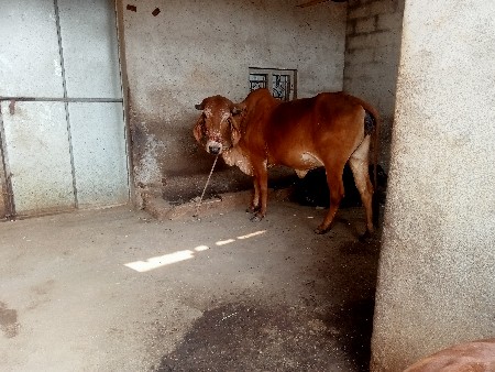 थंबनेल 2