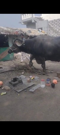 9723197610 ફોન કરો