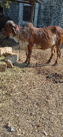 थंबनेल 2