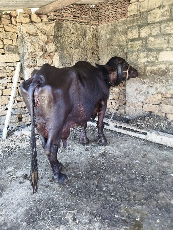 थंबनेल 3