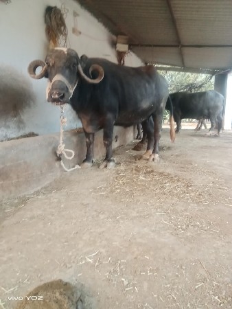 थंबनेल 2