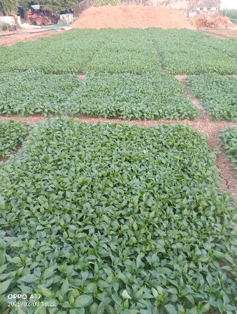 મરચી નો રોપ વેચવાનો છે.