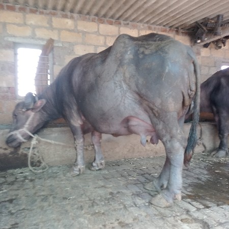 थंबनेल 2