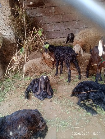 થંબનેલ 2