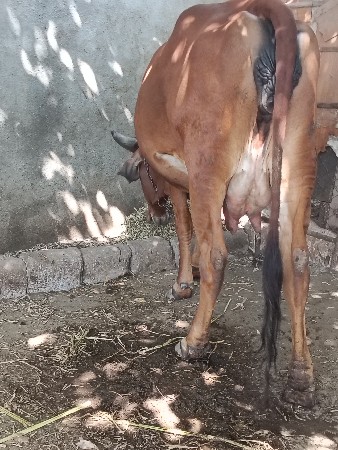 थंबनेल 3