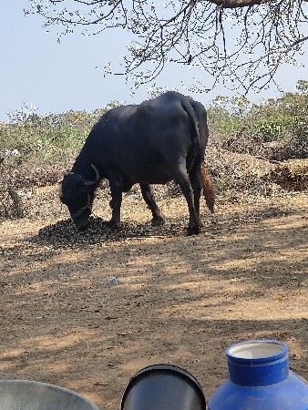 1ભેસ છે વેચવાની છે