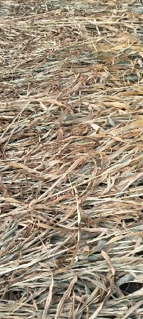 5 वीगा नो चारो बाजरानो