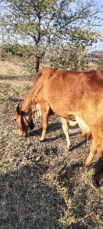 ગાય વેચવાની છે