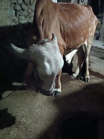 આઠ દાતેછે ગોઢલો બળદ છે કાબરો