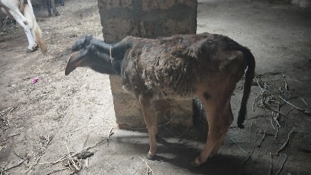 6 લિટર દૂધ