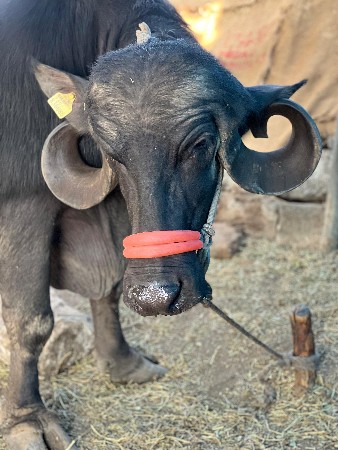 ભૅસવૅચવાનીછૅ