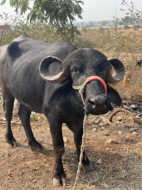 थंबनेल 2