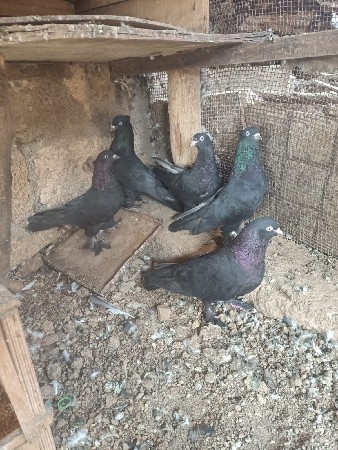 થંબનેલ 2