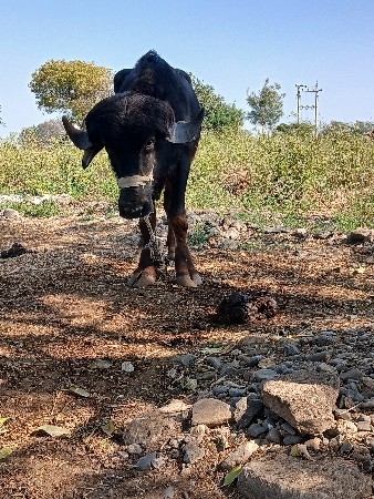 પાડો વેચવાનો છે.