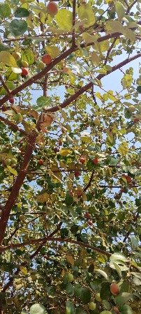 થંબનેલ 2