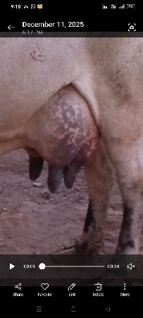 લીલડી બીજુવેતર