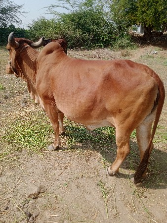 ગાય વેચવાની છે