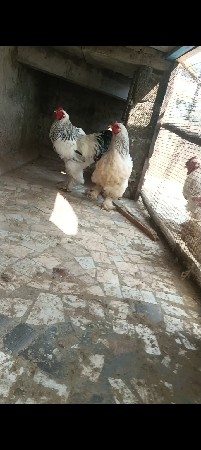 બ્રહ્મા ની મોટી જોડી વેચવાની છે