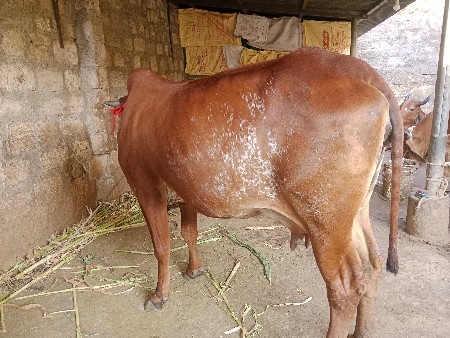 थंबनेल 3