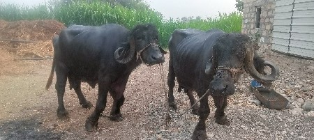 थंबनेल 2