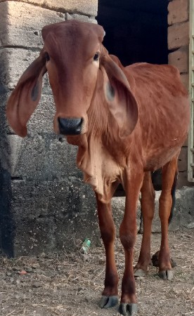 થંબનેલ 2