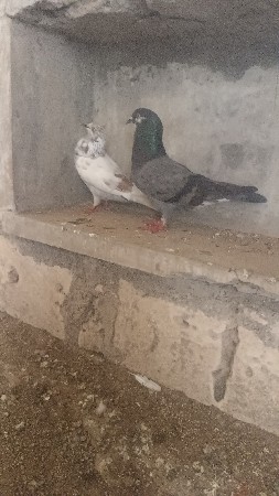 थंबनेल 2