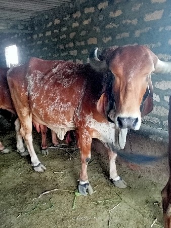 થંબનેલ 2