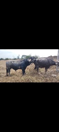 પાડો વેચવાનું છે