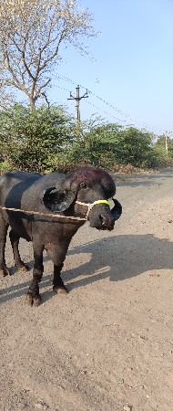 ખળેલી વેચવાની છે