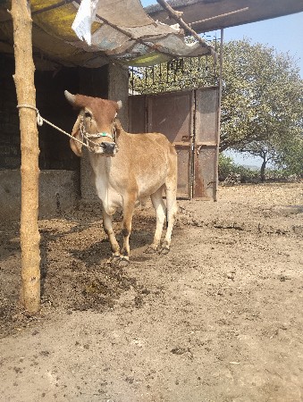 લેવા નો સે