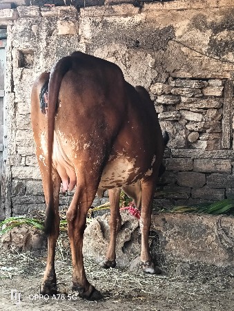 થંબનેલ 2