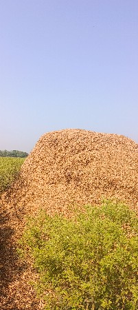 ગિરનાર ચાર નો ભૂકો