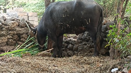 थंबनेल 2