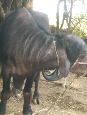 थंबनेल 3