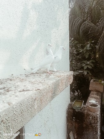 थंबनेल 3