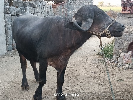 ખડેલું વેચવાનું છે