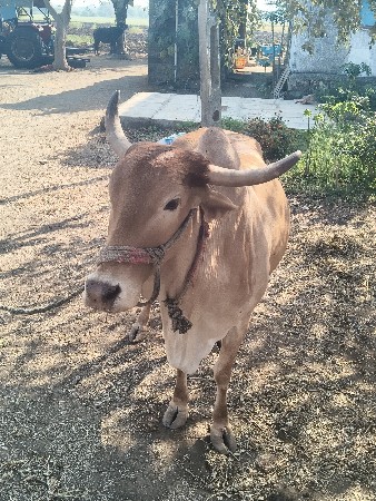 થંબનેલ 3