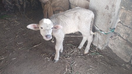 थंबनेल 2