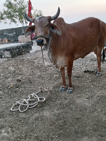 थंबनेल 3