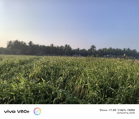 જવાર  વેચવાની છે