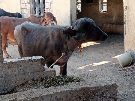 થંબનેલ 3