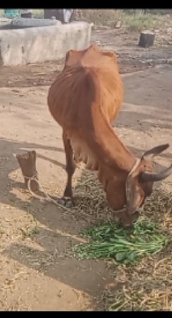 ગાય વેચવાની છે
