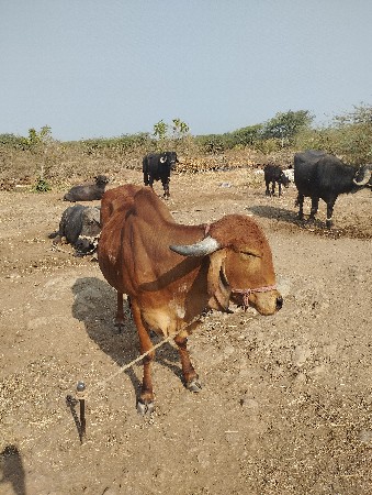 थंबनेल 3